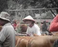 Bagaimana Hukumnya Jika Berkurban tapi Tidak Melaksanakan Sholat Idul Adha, Apakah Sah?