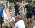 Batas Waktu Penyembelihan Hewan Kurban, Bolehkah Dilaksanakan Setelah Hari Raya Idul Adha?