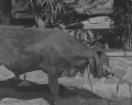 Mengejutkan! Usai Disembelih Saat Kurban, Sapi Ini Tiba-Tiba Bisa Kembali Berdiri, Kok Bisa?