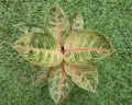 Manfaat Micin Sebagai Pupuk Tanaman Aglonema, Bisa Dicampur dengan Bahan Ini
