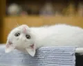 Aksi Sadis Mahasiwa Pukul Kucing di Semarang Viral, Ini Hukum Menyiksa Hewan Dalam Islam