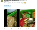 Geger Mahasiswa UIN Walisongo Diberi Makanan Basi, Santri Ini Unggah Bukti Lauk Penuh Ulat