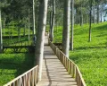 Pesona Kebun Teh Tambi, Harga Tiket dan Jam Buka Wisata Alam Wonosobo
