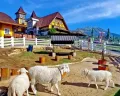 Serunya Wisata Sehari di Kawasan Wisata Selo Boyolali: Nikmati Kuliner Hingga Wahana Edukatif