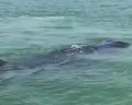 Momen Langka, Whale Shark alias Hiu Paus Muncul di Laut Semarang, Mondar-mandir di POJ City