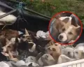 Polisi Cegat Truk Isi 226 Anjing Diduga Bakal Disembelih di Solo Raya, 5 Pelaku Ditangkap