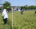 Inovasi Padi Biosalin Pemkot Semarang,  Komitmen Tingkatkan Kesejahteraan Petani Pesisir     